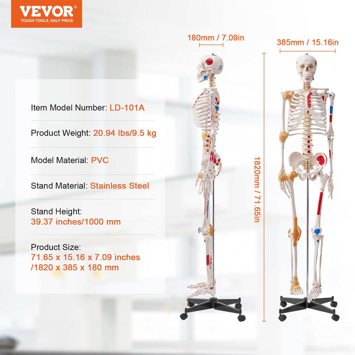 Mänskligt skelettmodell för anatomi, 1820 mm naturlig storlek, noggrann PVC-anatomisk skelettmodell med ligament, rörliga armar, ben och käke, med muskelursprung och insättningspunkter, för professionell undervisning