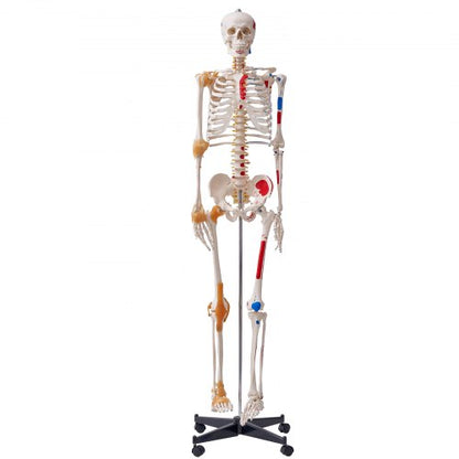 Mänskligt skelettmodell för anatomi, 1820 mm naturlig storlek, noggrann PVC-anatomisk skelettmodell med ligament, rörliga armar, ben och käke, med muskelursprung och insättningspunkter, för professionell undervisning