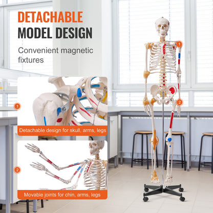 Mänskligt skelettmodell för anatomi, 1820 mm naturlig storlek, noggrann PVC-anatomisk skelettmodell med ligament, rörliga armar, ben och käke, med muskelursprung och insättningspunkter, för professionell undervisning