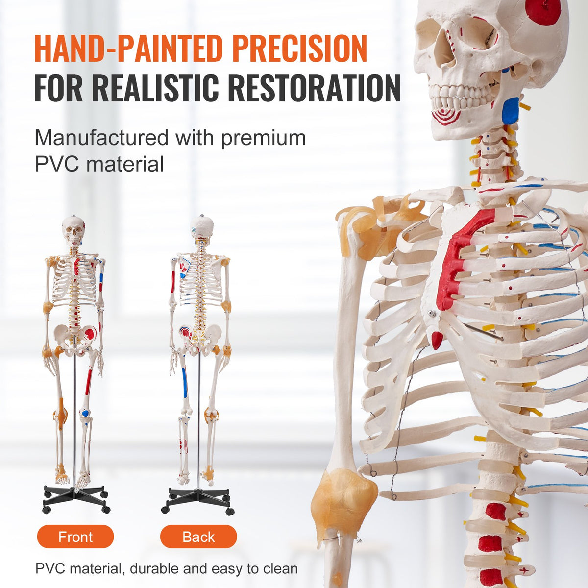 Mänskligt skelettmodell för anatomi, 1820 mm naturlig storlek, noggrann PVC-anatomisk skelettmodell med ligament, rörliga armar, ben och käke, med muskelursprung och insättningspunkter, för professionell undervisning