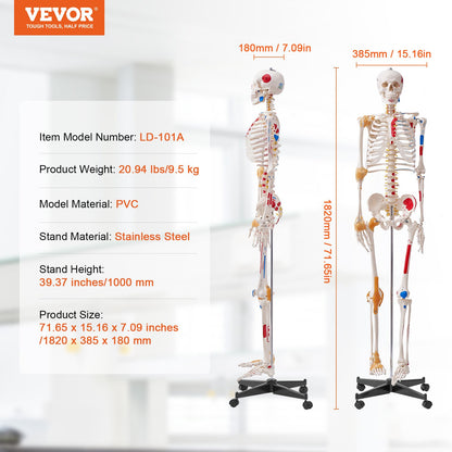 Mänskligt skelettmodell för anatomi, 1820 mm naturlig storlek, noggrann PVC-anatomisk skelettmodell med ligament, rörliga armar, ben och käke, med muskelursprung och insättningspunkter, för professionell undervisning