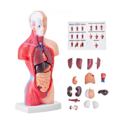 Människokroppsmodell, 15 delar 11 tum, mänsklig torso anatomimodell anatomisk skelettmodell med avtagbara organ, pedagogiskt undervisningsverktyg för elever naturvetenskaplig inlärning skolundervisning display