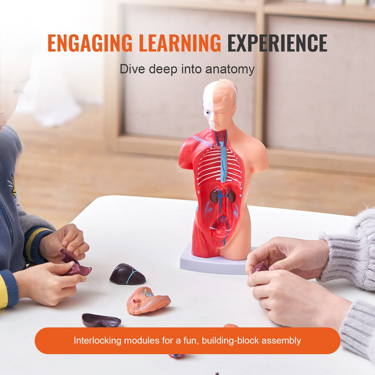 Människokroppsmodell, 15 delar 11 tum, mänsklig torso anatomimodell anatomisk skelettmodell med avtagbara organ, pedagogiskt undervisningsverktyg för elever naturvetenskaplig inlärning skolundervisning display
