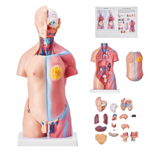 Människokroppsmodell, 23 delar 18 tum, mänsklig torso anatomimodell unisex anatomisk skelettmodell med avtagbara organ, pedagogiskt undervisningsverktyg för studenter naturvetenskaplig inlärning utbildningsdisplay