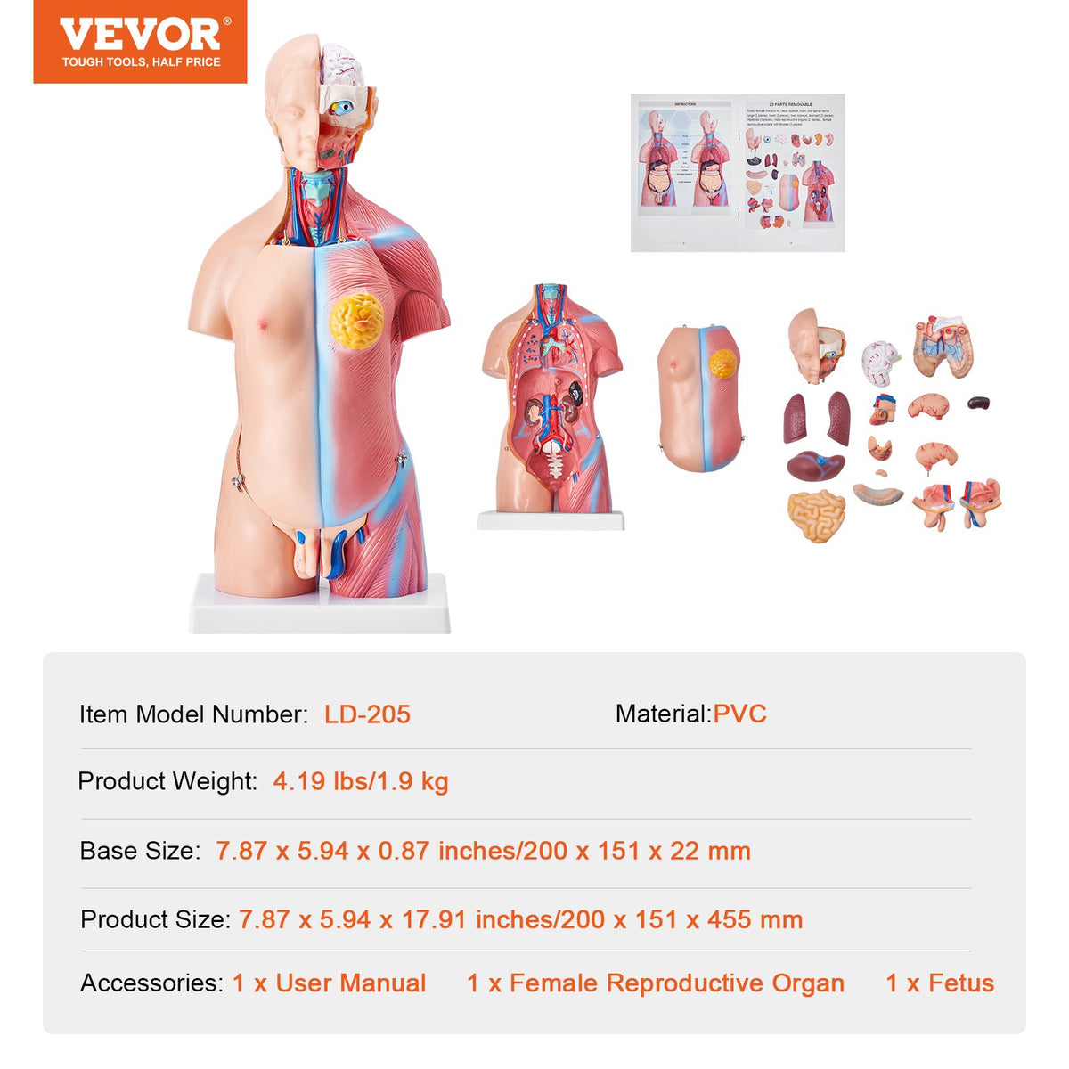 Människokroppsmodell, 23 delar 18 tum, mänsklig torso anatomimodell unisex anatomisk skelettmodell med avtagbara organ, pedagogiskt undervisningsverktyg för studenter naturvetenskaplig inlärning utbildningsdisplay