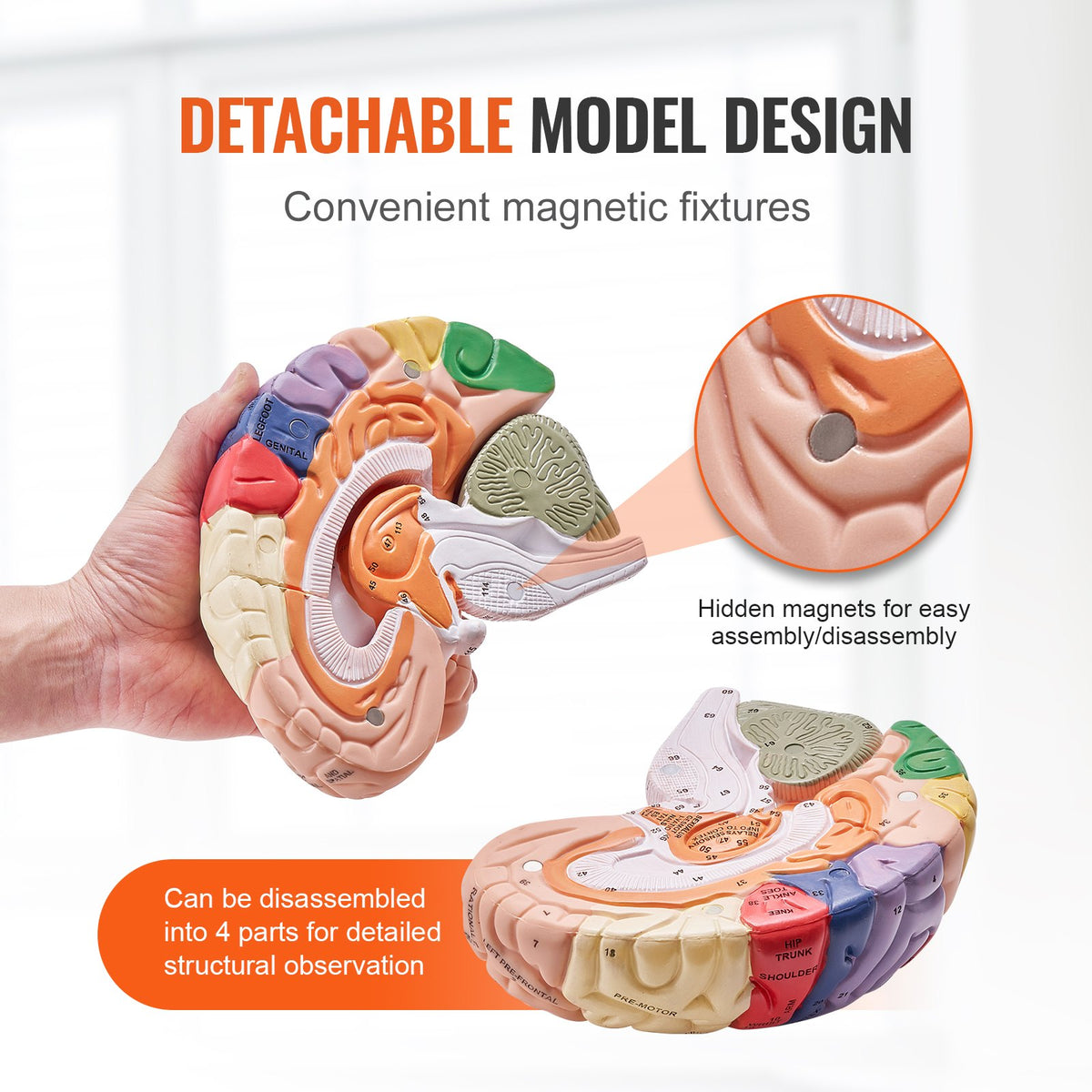 Mänsklig hjärnmodell anatomi, 2X naturlig storlek 4-delad mänsklig hjärnmodell med etiketter och displaybas, färgkodad avtagbar hjärnmodell för vetenskaplig forskning undervisning lärande studier display